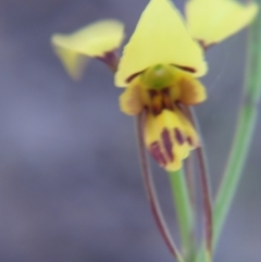 Diuris sulphurea at Nicholls, ACT - suppressed