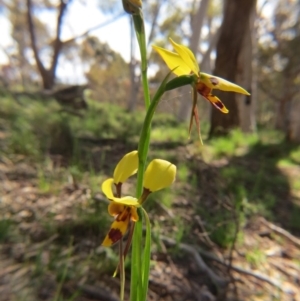 Diuris sulphurea at Nicholls, ACT - suppressed