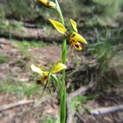 Diuris sulphurea at Nicholls, ACT - suppressed