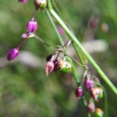 Arthropodium minus (Small Vanilla Lily) at Percival Hill - 6 Nov 2016 by gavinlongmuir