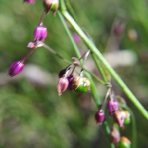 Arthropodium minus at Nicholls, ACT - 6 Nov 2016 02:30 PM