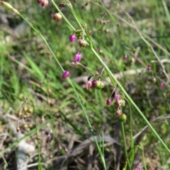 Arthropodium minus at Nicholls, ACT - 6 Nov 2016 02:30 PM