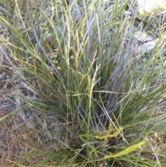 Lepidosperma laterale (Variable Sword Sedge) at Mount Ainslie - 12 Nov 2016 by SilkeSma