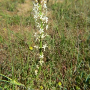 Stackhousia monogyna at Nicholls, ACT - 6 Nov 2016 02:24 PM