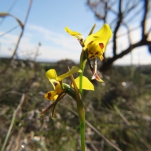 Diuris sulphurea at Nicholls, ACT - 6 Nov 2016