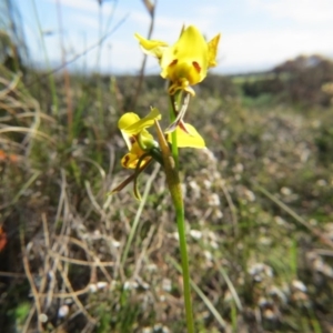 Diuris sulphurea at Nicholls, ACT - 6 Nov 2016