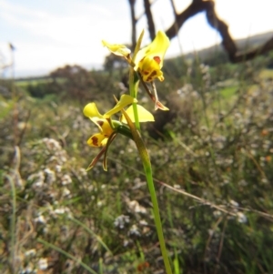 Diuris sulphurea at Nicholls, ACT - 6 Nov 2016