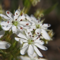 Stellaria (genus) at Crace, ACT - 6 Nov 2016 by gavinlongmuir