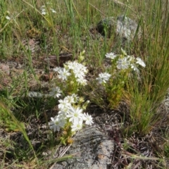 Stellaria sp. at Crace, ACT - 6 Nov 2016 02:14 PM