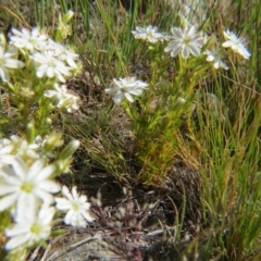 Stellaria (genus) at Crace, ACT - 6 Nov 2016 02:14 PM