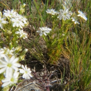 Stellaria sp. at Crace, ACT - 6 Nov 2016 02:14 PM