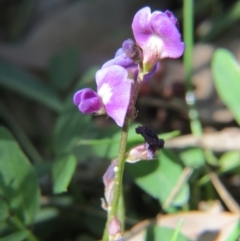 Glycine tabacina (Variable Glycine) at Nicholls, ACT - 6 Nov 2016 by gavinlongmuir