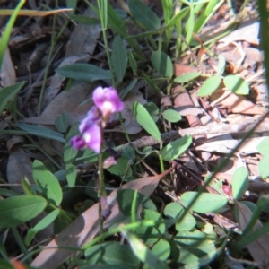 Glycine tabacina at Nicholls, ACT - 6 Nov 2016 02:03 PM