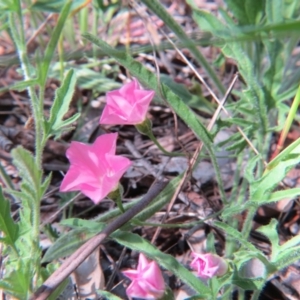 Convolvulus angustissimus subsp. angustissimus at Nicholls, ACT - 6 Nov 2016 02:02 PM