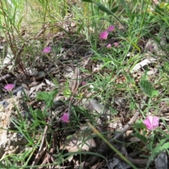 Convolvulus angustissimus subsp. angustissimus at Nicholls, ACT - 6 Nov 2016 02:02 PM