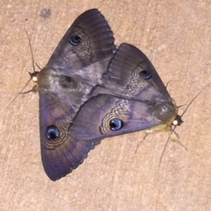 Dasypodia selenophora at Bungendore, NSW - 12 Nov 2016