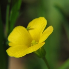 Oxalis sp. (Wood Sorrel) at Nicholls, ACT - 29 Oct 2016 by gavinlongmuir