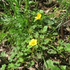 Oxalis sp. at Nicholls, ACT - 29 Oct 2016