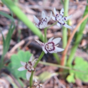 Wurmbea dioica subsp. dioica at Nicholls, ACT - 29 Oct 2016 02:22 PM