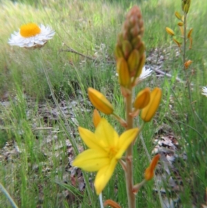 Bulbine sp. at Nicholls, ACT - 29 Oct 2016 02:18 PM