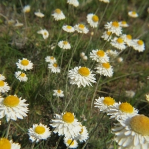 Leucochrysum albicans subsp. tricolor at Nicholls, ACT - 29 Oct 2016