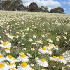 Leucochrysum albicans subsp. tricolor at Nicholls, ACT - 29 Oct 2016