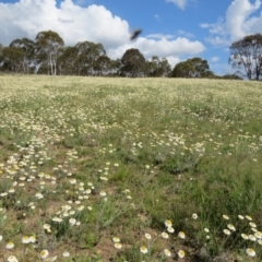 Leucochrysum albicans subsp. tricolor at Nicholls, ACT - 29 Oct 2016