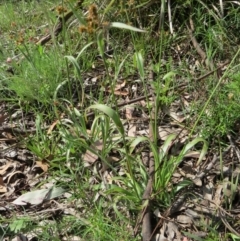 Luzula flaccida at Nicholls, ACT - 29 Oct 2016 02:13 PM