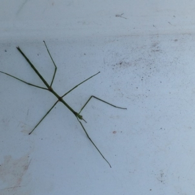 Phasmatodea (order) (Unidentified stick insect) at Barragga Bay, NSW - 10 Nov 2016 by Bournda2