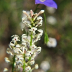 Stackhousia monogyna (Creamy Candles) at Nicholls, ACT - 29 Oct 2016 by gavinlongmuir