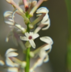 Stackhousia monogyna at Nicholls, ACT - 29 Oct 2016 02:12 PM