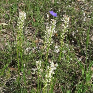 Stackhousia monogyna at Nicholls, ACT - 29 Oct 2016 02:12 PM