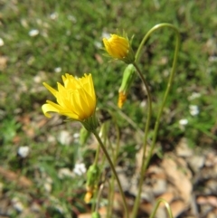 Microseris walteri (Yam Daisy, Murnong) at Percival Hill - 29 Oct 2016 by gavinlongmuir