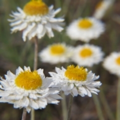 Leucochrysum albicans subsp. tricolor (Hoary Sunray) at Percival Hill - 29 Oct 2016 by gavinlongmuir