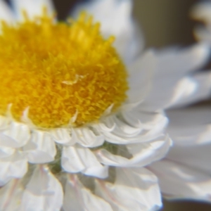 Leucochrysum albicans subsp. tricolor at Nicholls, ACT - 29 Oct 2016 02:05 PM