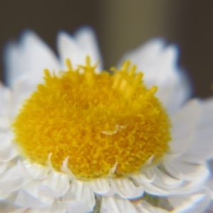 Leucochrysum albicans subsp. tricolor at Nicholls, ACT - 29 Oct 2016