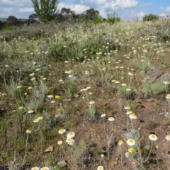 Leucochrysum albicans subsp. tricolor at Nicholls, ACT - 29 Oct 2016