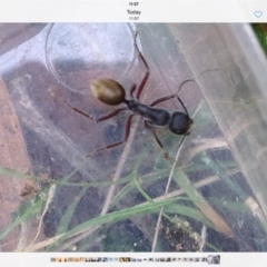 Camponotus suffusus (Golden-tailed sugar ant) at Four Winds - 11 Nov 2016 by Bournda2