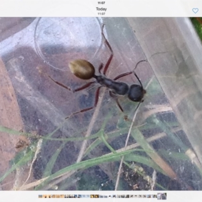 Camponotus suffusus (Golden-tailed sugar ant) at Four Winds - 11 Nov 2016 by Bournda2