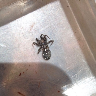 Nyssus albopunctatus (White-spotted swift spider) at Barragga Bay, NSW - 10 Nov 2016 by Bournda2