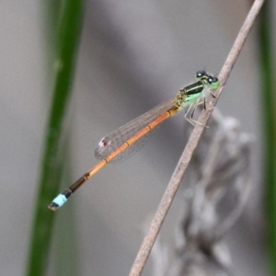 Ischnura aurora (Aurora Bluetail) at Callum Brae - 11 Nov 2016 by HarveyPerkins