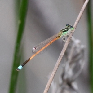 Ischnura aurora at Symonston, ACT - 12 Nov 2016