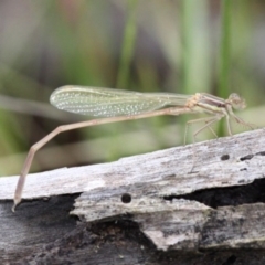 Austrolestes analis (Slender Ringtail) at Symonston, ACT - 12 Nov 2016 by HarveyPerkins