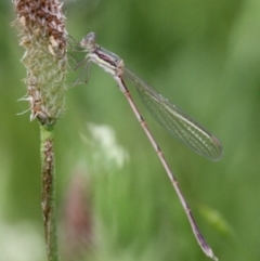 Austrolestes analis (Slender Ringtail) at Symonston, ACT - 11 Nov 2016 by HarveyPerkins