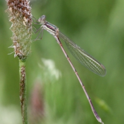 Austrolestes analis (Slender Ringtail) at Symonston, ACT - 12 Nov 2016 by HarveyPerkins