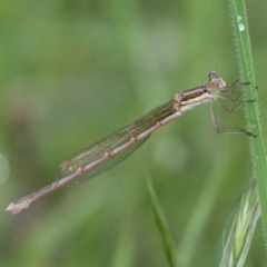 Austrolestes analis (Slender Ringtail) at Symonston, ACT - 11 Nov 2016 by HarveyPerkins