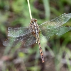 Diplacodes bipunctata (Wandering Percher) at Callum Brae - 11 Nov 2016 by HarveyPerkins