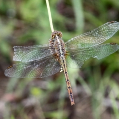 Diplacodes bipunctata (Wandering Percher) at Callum Brae - 11 Nov 2016 by HarveyPerkins