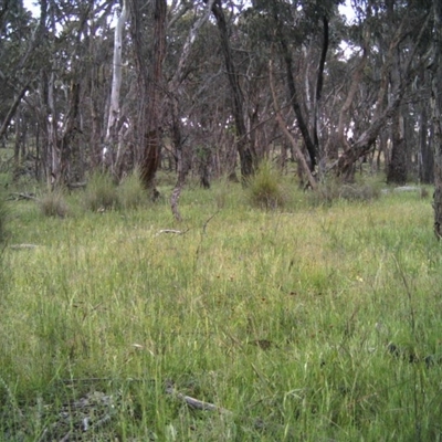 Unidentified at Mulligans Flat - 11 Nov 2016 by MulligansFlat1