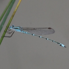 Austrolestes aridus (Inland Ringtail) at Symonston, ACT - 12 Nov 2016 by HarveyPerkins